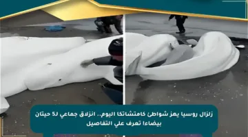 زلزال روسيا يهز شواطئ كامتشاتكا اليوم.. انزلاق جماعي لـ5 حيتان بيضاء! تعرف على التفاصيل
